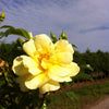 Rosa Flower Carpet Yellow NOAlesa PP13869, CPBR1915 Yellow Carpet Rose