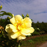 Rosa Flower Carpet Yellow NOAlesa PP13869, CPBR1915 Yellow Carpet Rose