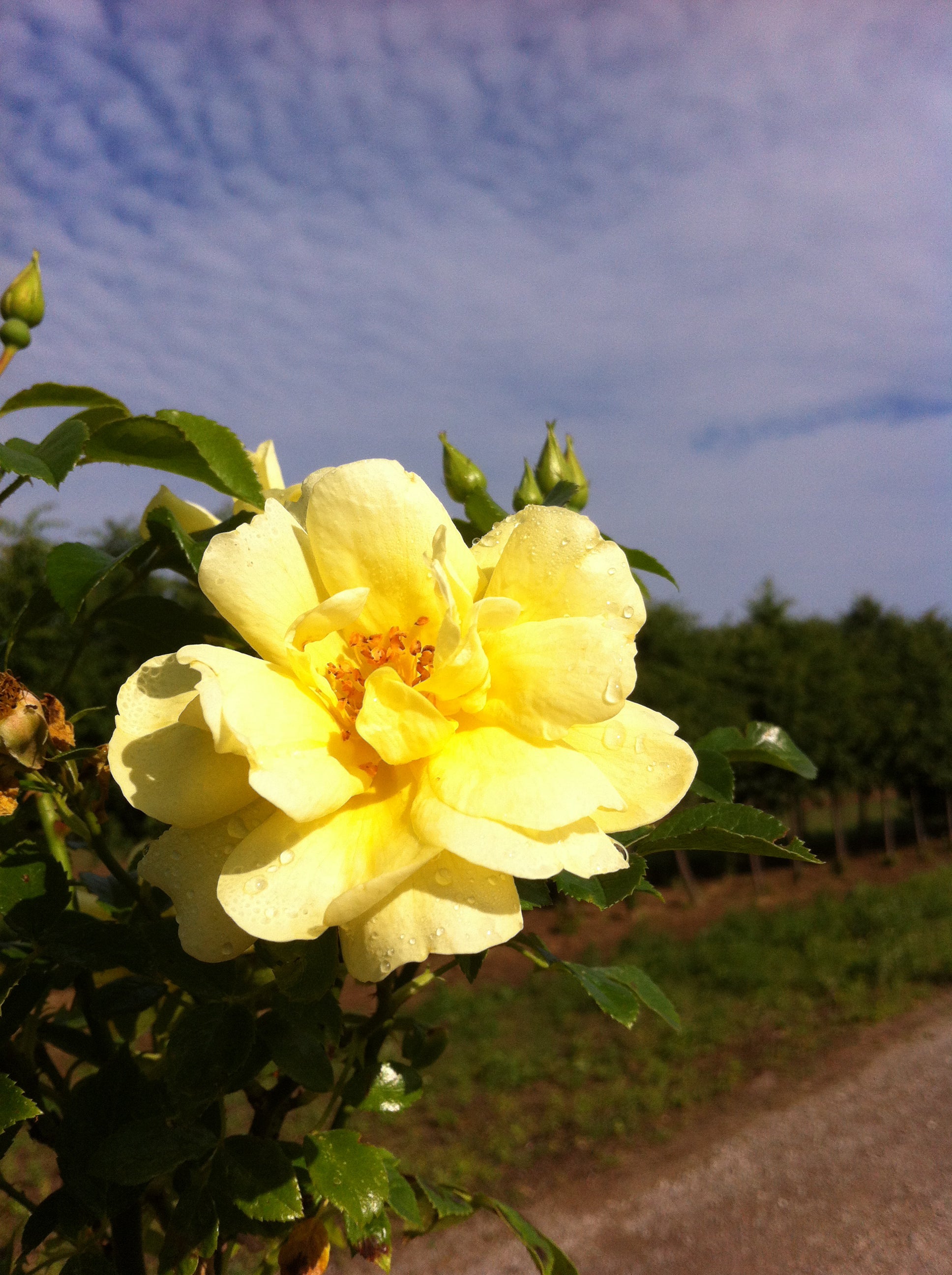 Rosa Flower Carpet Yellow NOAlesa PP13869, CPBR1915 Yellow Carpet Rose