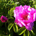 Rosa Foxi Pavement UHLater Foxi Pavement Rose