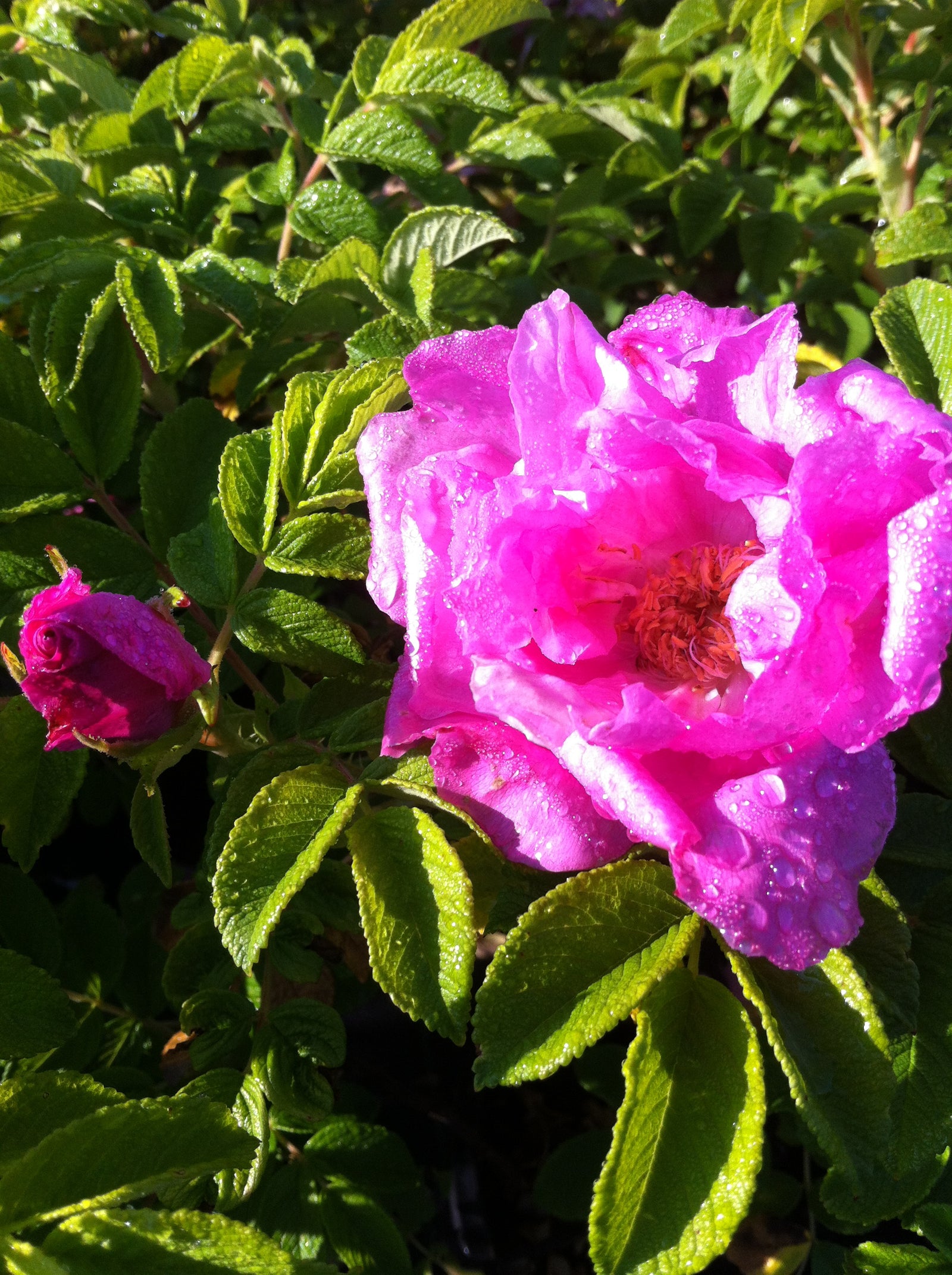 Rosa Foxi Pavement UHLater Foxi Pavement Rose