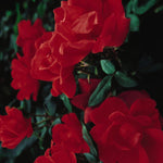 Rosa Knock Out Red RADrazz PP11836, CPBR0993 Red Knock Out Rose