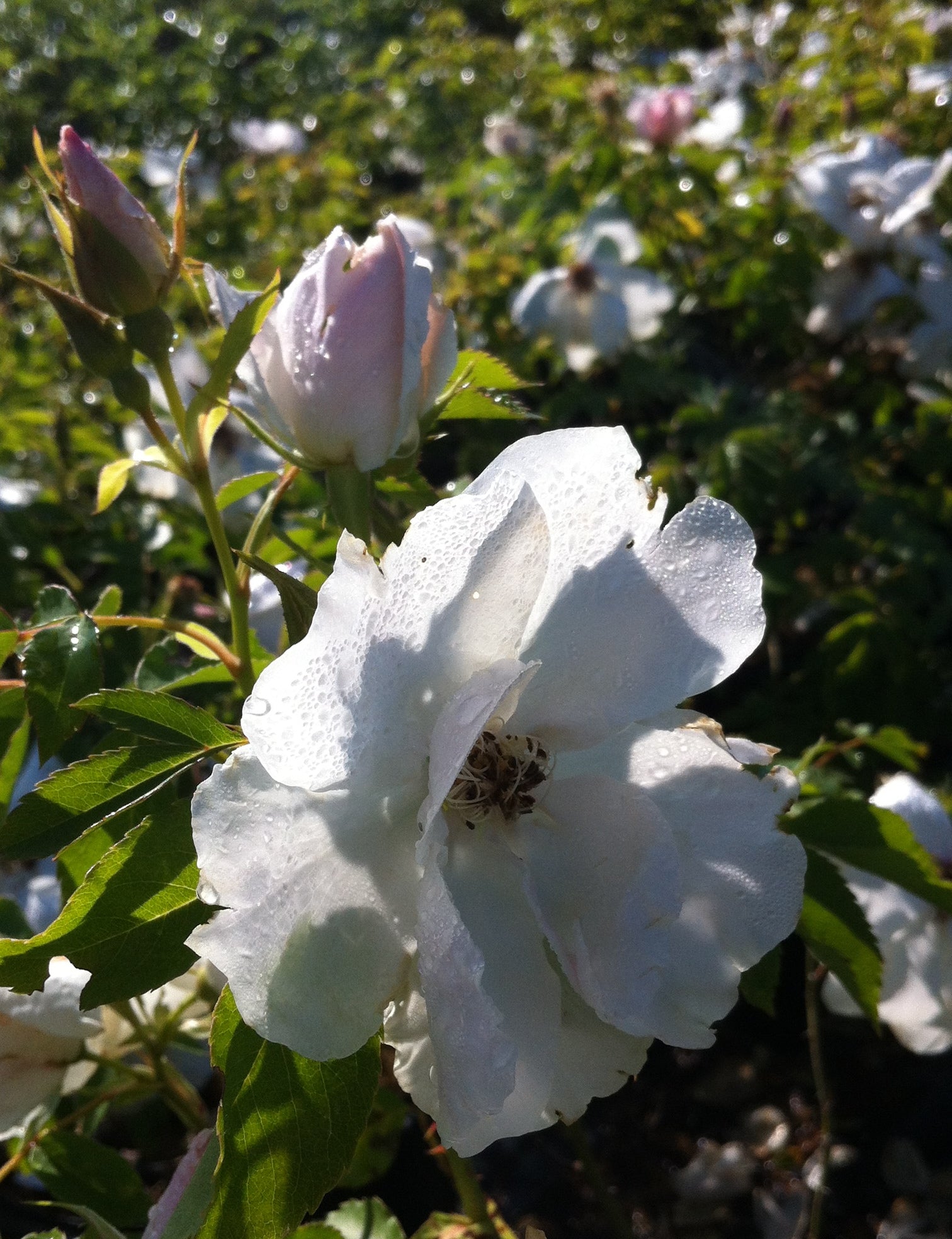 Rosa Morden Snowbeauty PP11370, COPF Morden Snowbeauty Rose