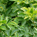 Acanthopanax sieboldianus Variegatus Variegated Fiveleaf Aralia