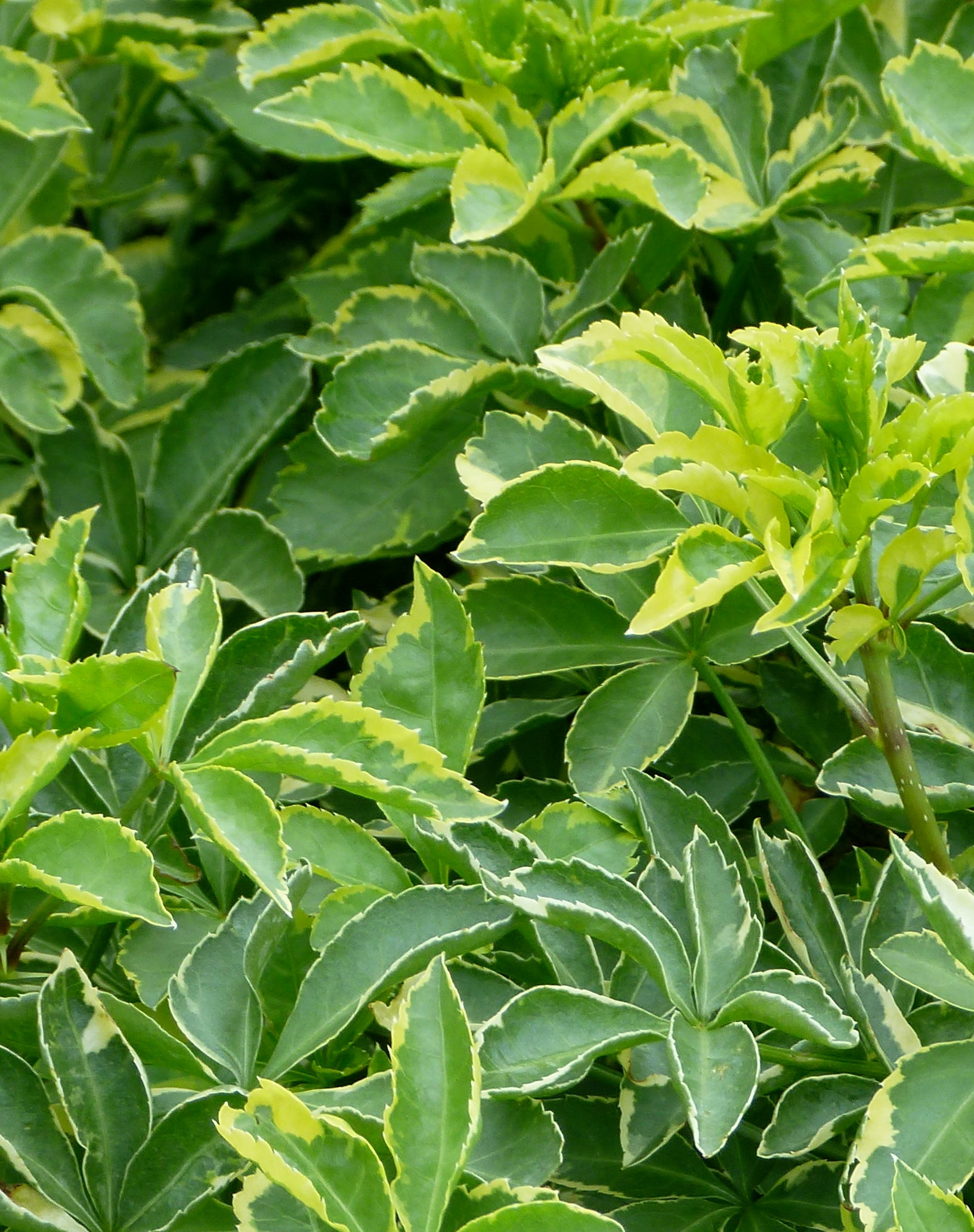 Acanthopanax sieboldianus Variegatus Variegated Fiveleaf Aralia