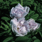 Rosa Snow Pavement Schneekoppe Snow Pavement Rose