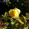 Rosa Knock Out Sunny RADsunny PP18562, COPF, CPBR4875 Sunny Knock Out Rose