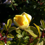 Rosa Knock Out Sunny RADsunny PP18562, COPF, CPBR4875 Sunny Knock Out Rose