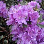 Rhododendron Purple Gem Purple Gem Rhododendron