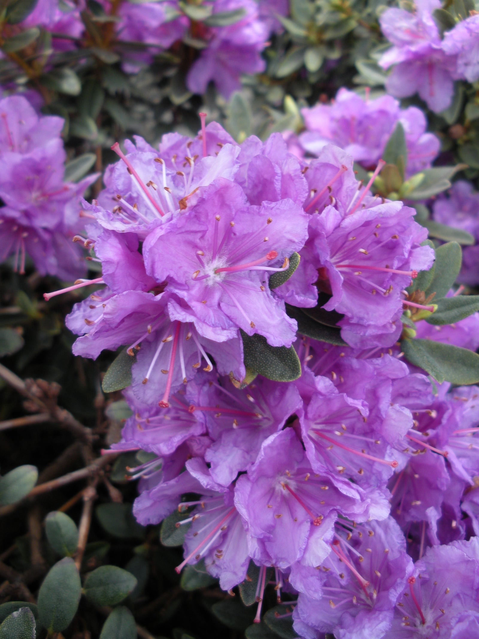 Rhododendron Purple Gem Purple Gem Rhododendron