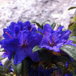 Rhododendron Blue Baron Blue Baron Rhododendron