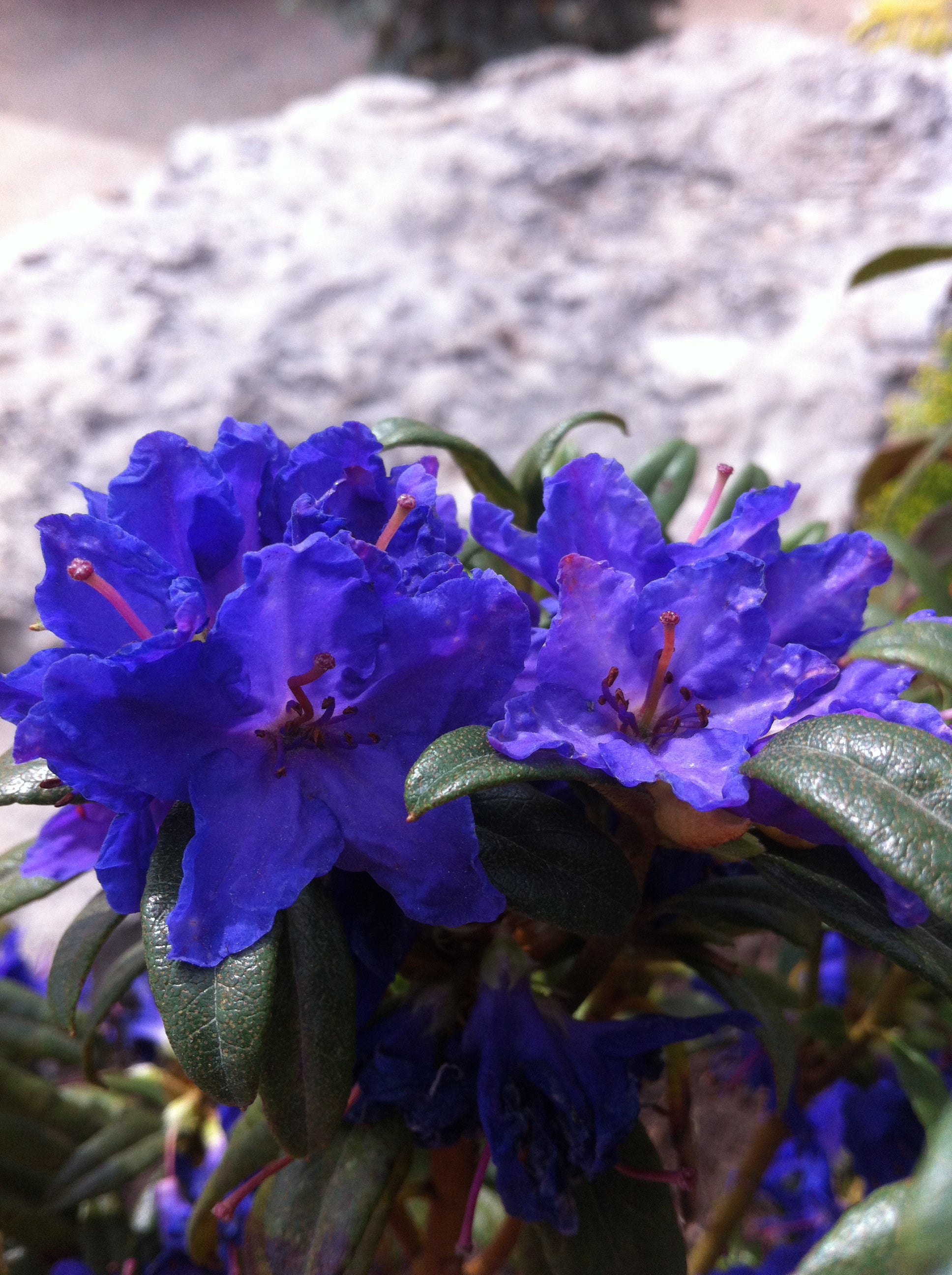 Rhododendron Blue Baron Blue Baron Rhododendron