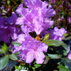 Rhododendron P.J.M. Compact P.J.M. Compact Rhododendron