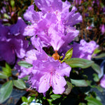 Rhododendron P.J.M. Compact P.J.M. Compact Rhododendron