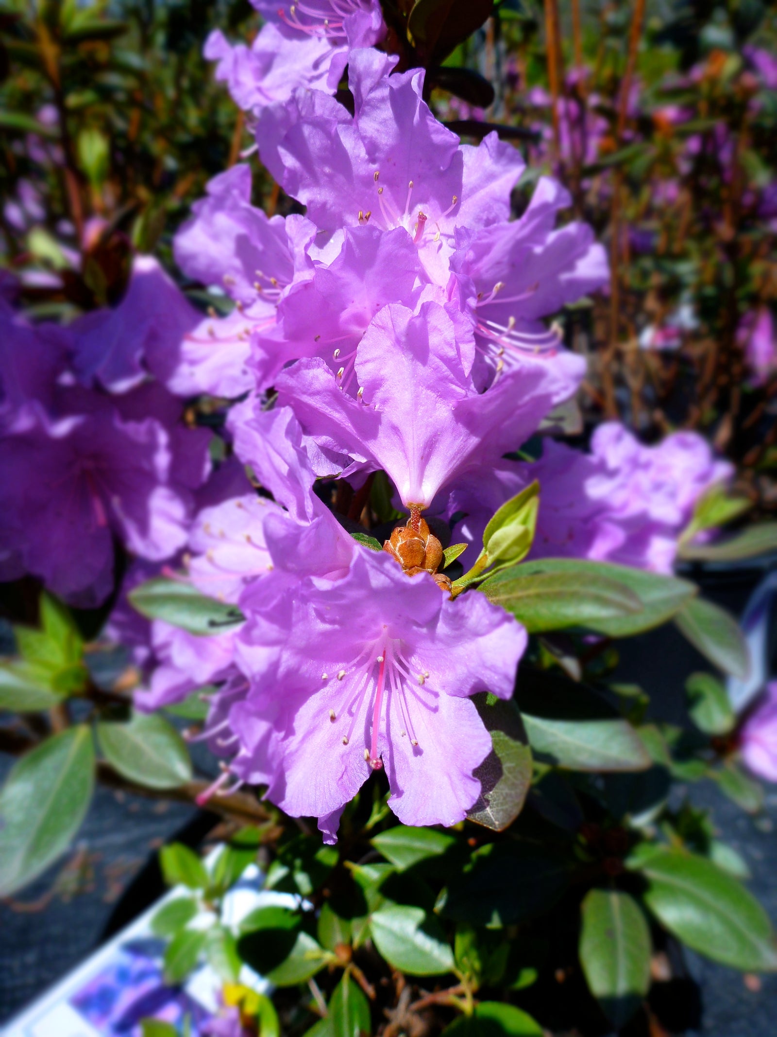 Rhododendron P.J.M. Compact P.J.M. Compact Rhododendron