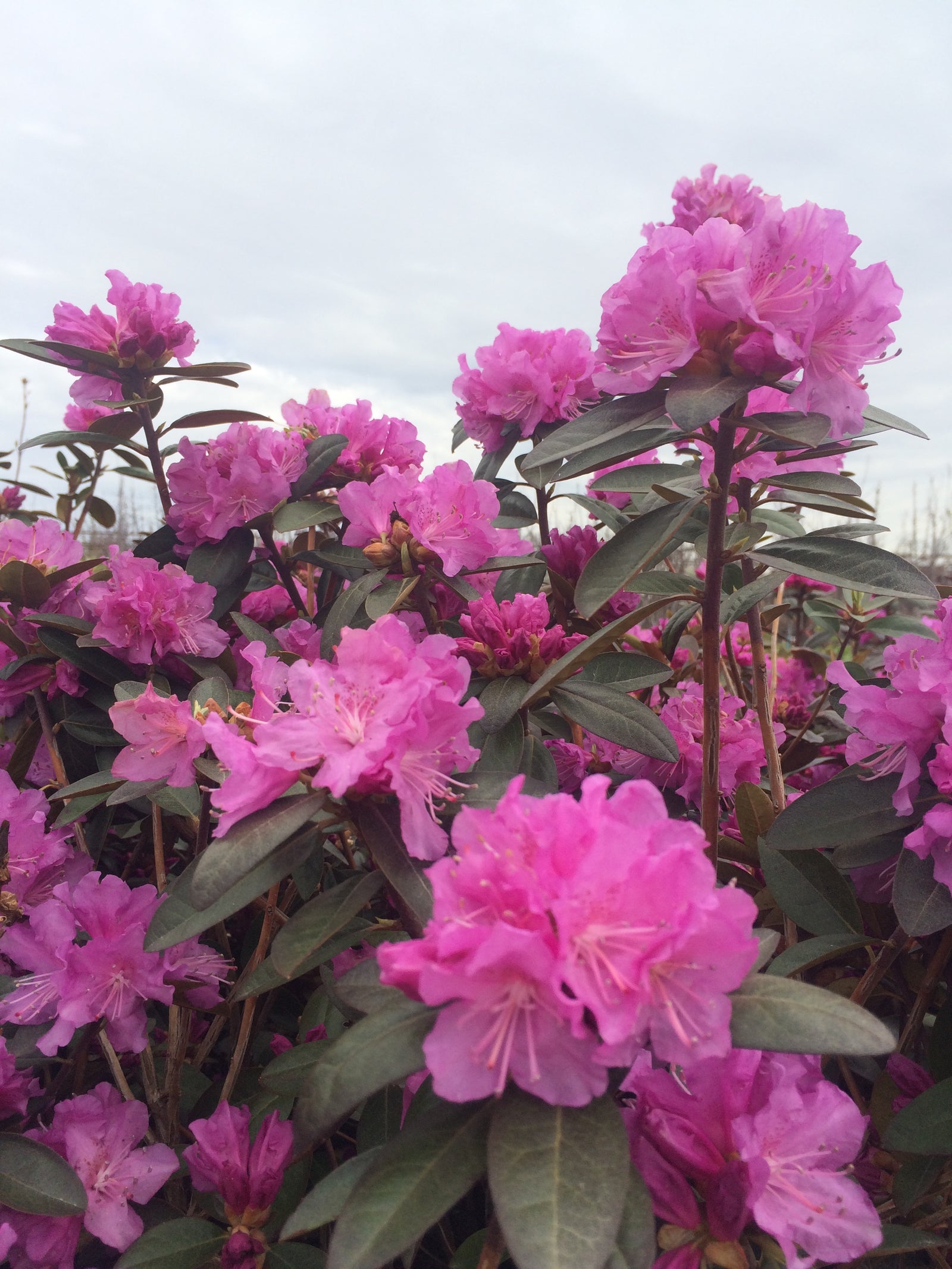 Rhododendron P.J.M. Elite P.J.M. Elite Rhododendron