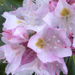 Rhododendron catawbiense Album Album Rhododendron