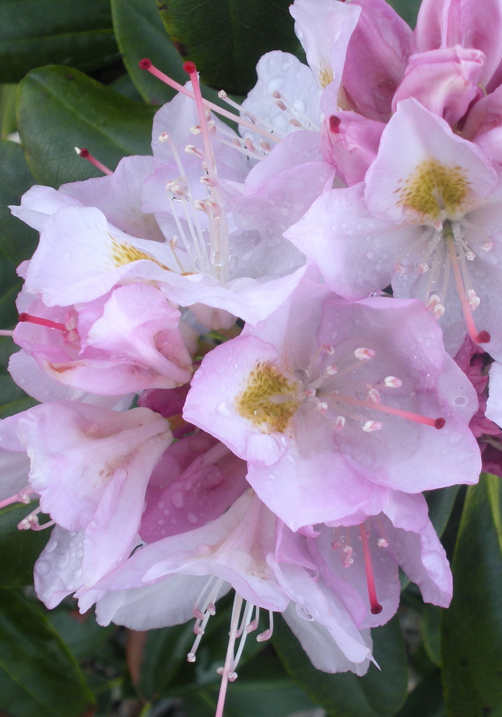 Rhododendron catawbiense Album Album Rhododendron