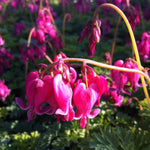 Dicentra x King of Hearts Fern leaved Bleedingheart