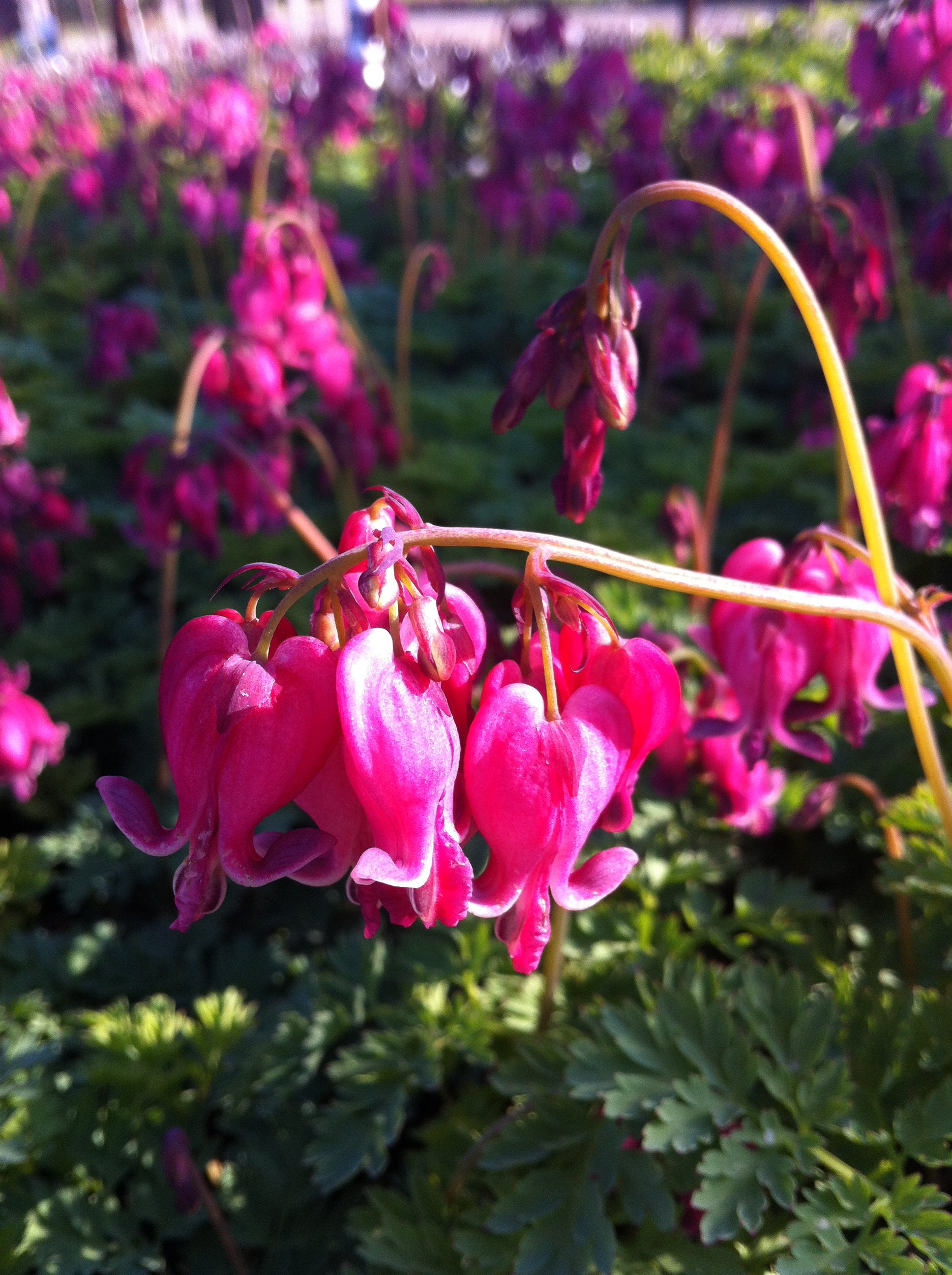 Dicentra x King of Hearts Fern leaved Bleedingheart