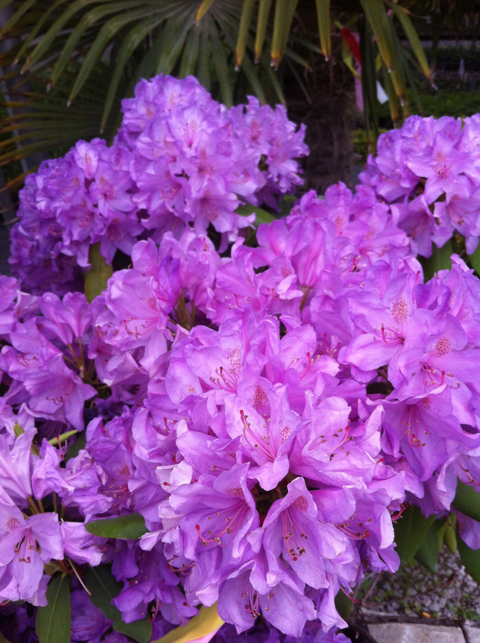 Rhododendron catawbiense Boursault Boursault Rhododendron