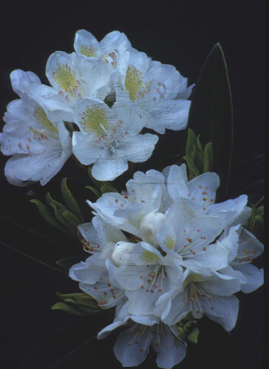 Rhododendron Chionoides Chionoides Rhododendron