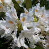 Rhododendron Cunningham's White Cunningham's White Rhododendron