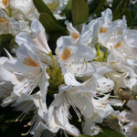 Rhododendron Cunningham's White Cunningham's White Rhododendron