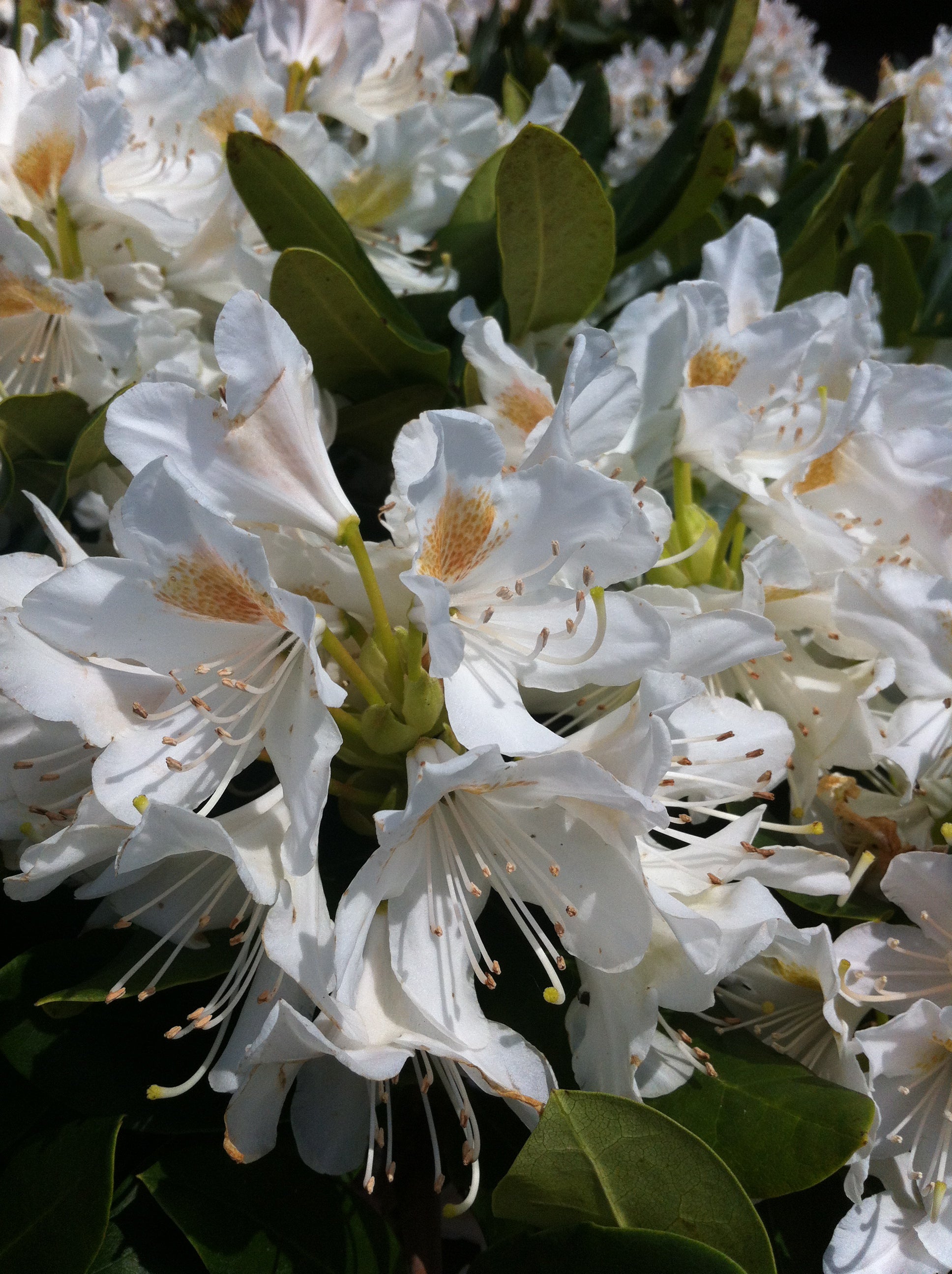 Rhododendron Cunningham's White Cunningham's White Rhododendron