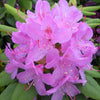 Rhododendron English Roseum English Roseum Rhododendron