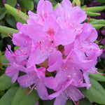 Rhododendron English Roseum English Roseum Rhododendron