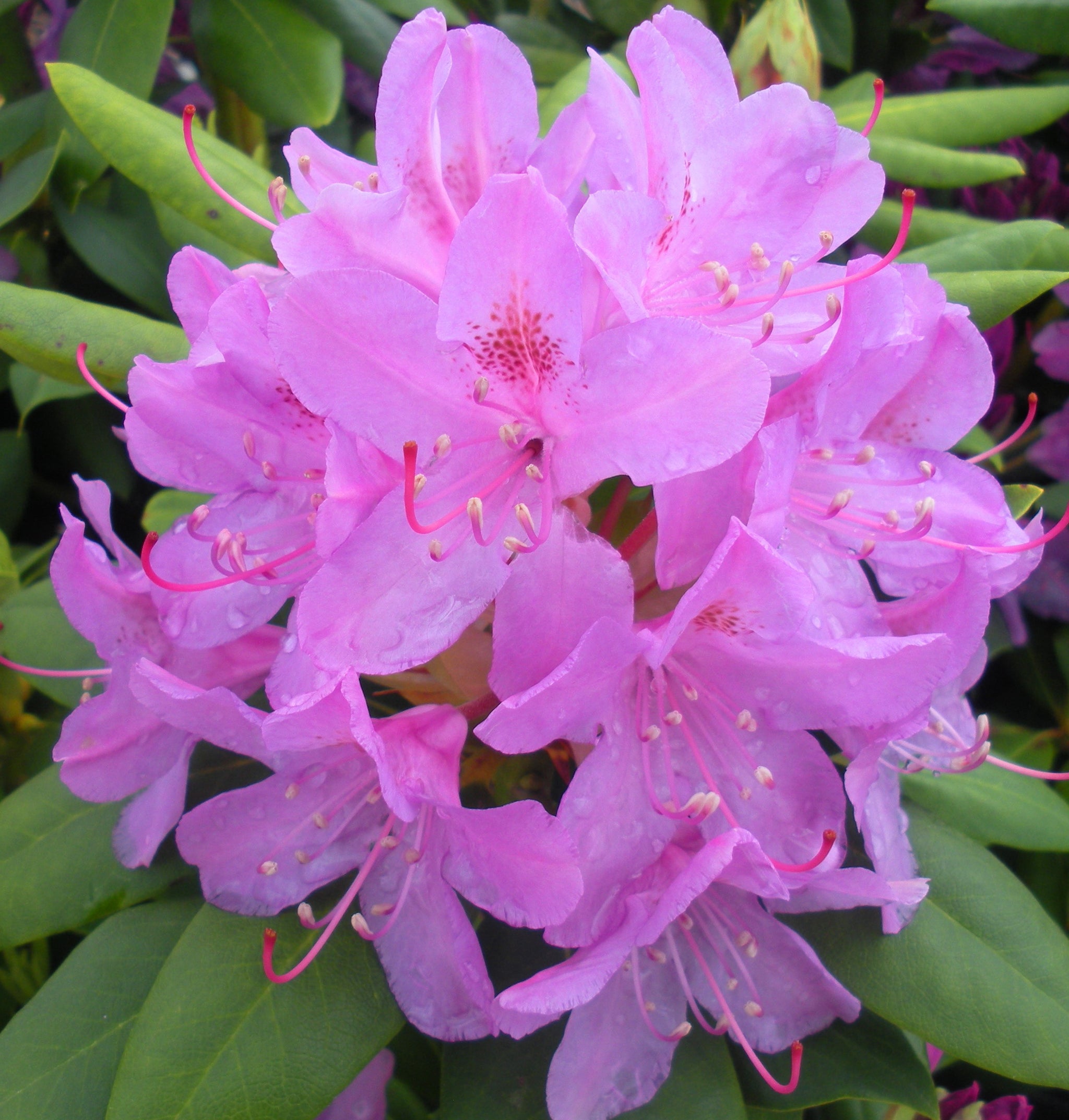 Rhododendron English Roseum English Roseum Rhododendron