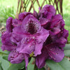 Rhododendron Lee's Dark Purple Lee's Dark Purple Rhododendron