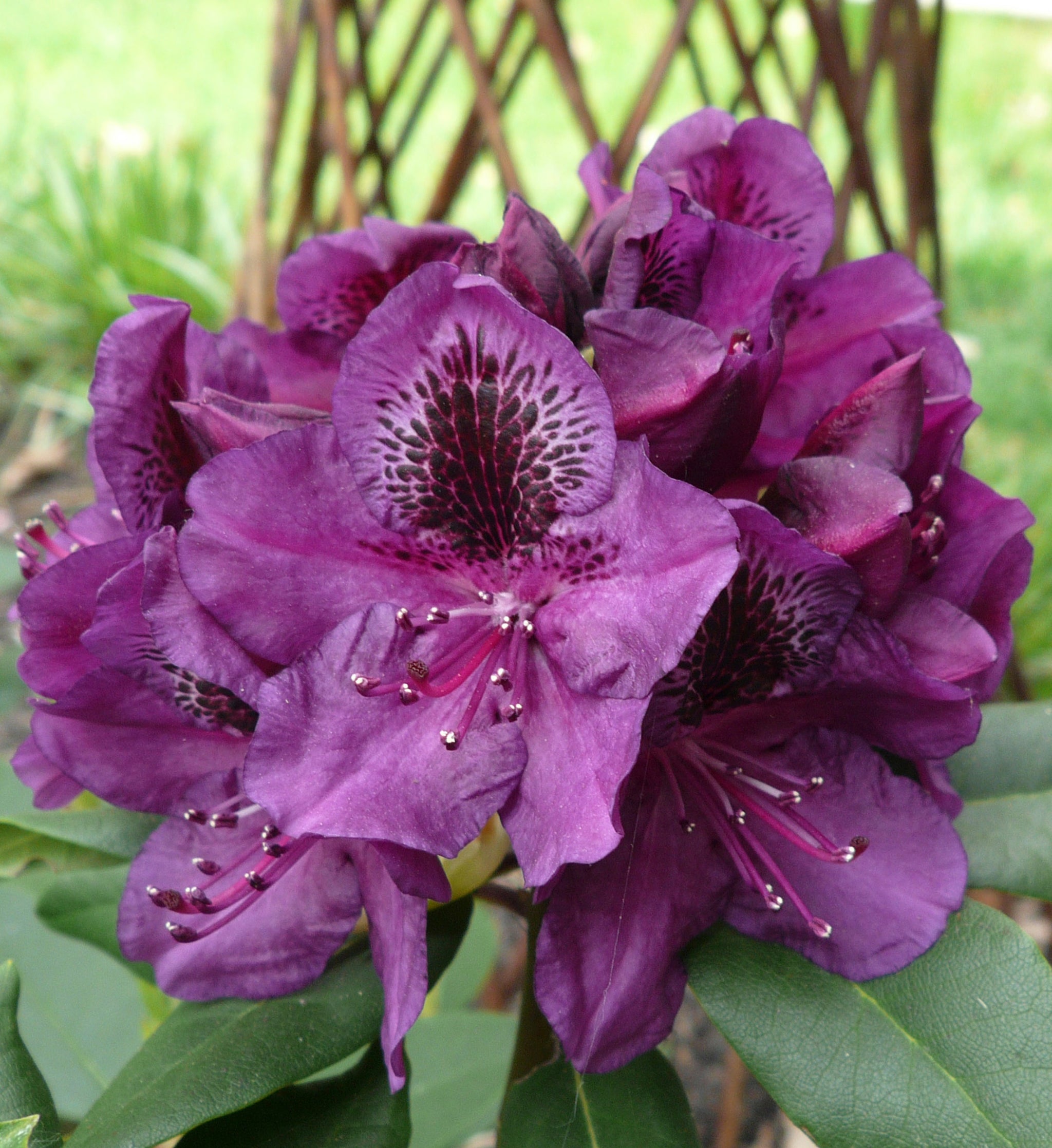 Rhododendron Lee's Dark Purple Lee's Dark Purple Rhododendron