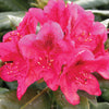 Rhododendron Nova Zembla Nova Zembla Rhododendron