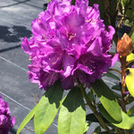 Rhododendron Purple Passion PP9981 Purple Passion Rhododendron