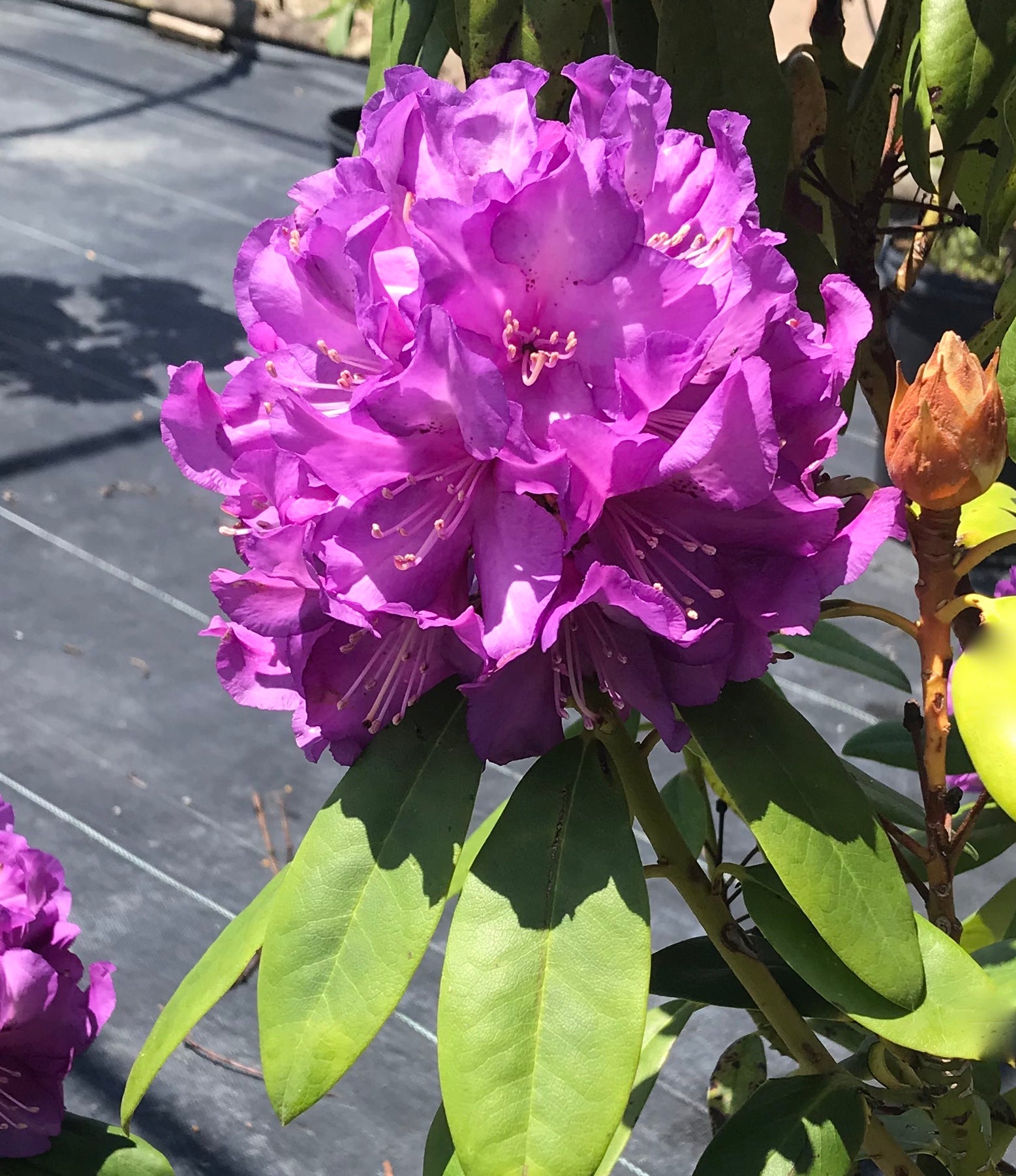 Rhododendron Purple Passion PP9981 Purple Passion Rhododendron