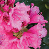 Rhododendron Haaga Haaga Rhododendron