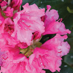 Rhododendron Haaga Haaga Rhododendron