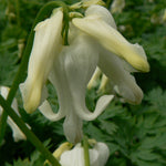 Dicentra x Ivory Hearts PP15599 Fern leaved Bleedingheart