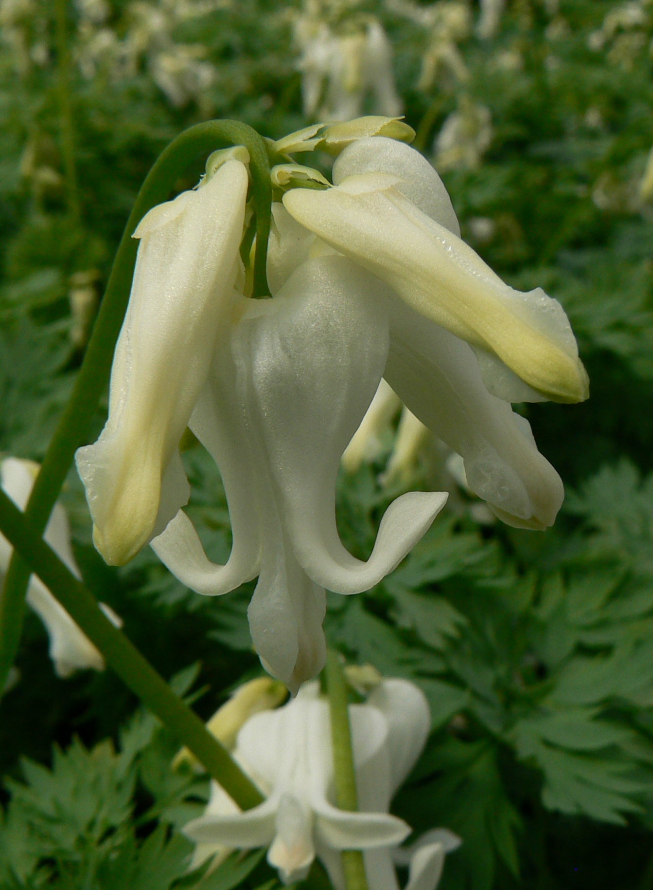 Dicentra x Ivory Hearts PP15599 Fern leaved Bleedingheart