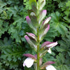 Acanthus mollis Bear's Breeches