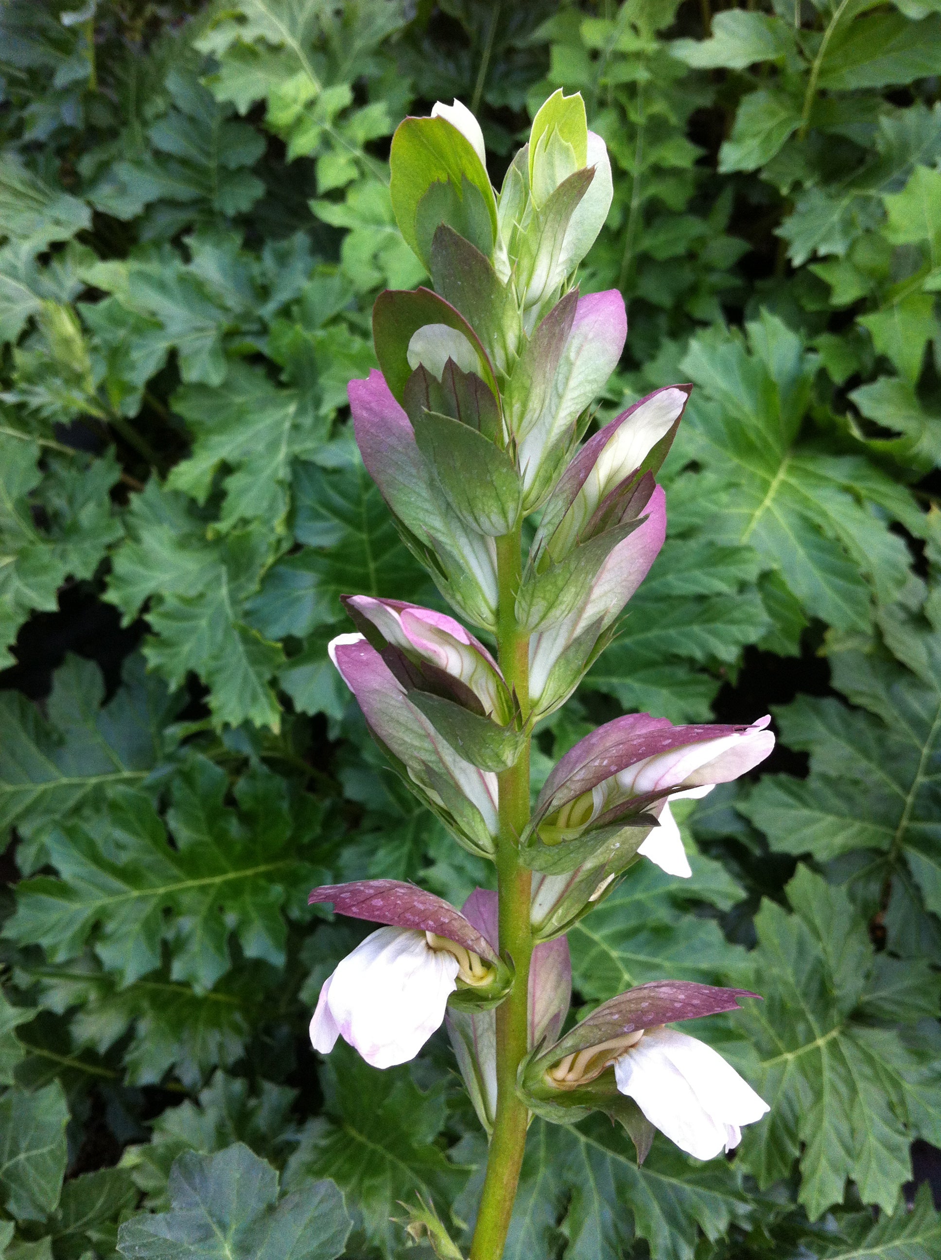 Acanthus mollis Bear's Breeches