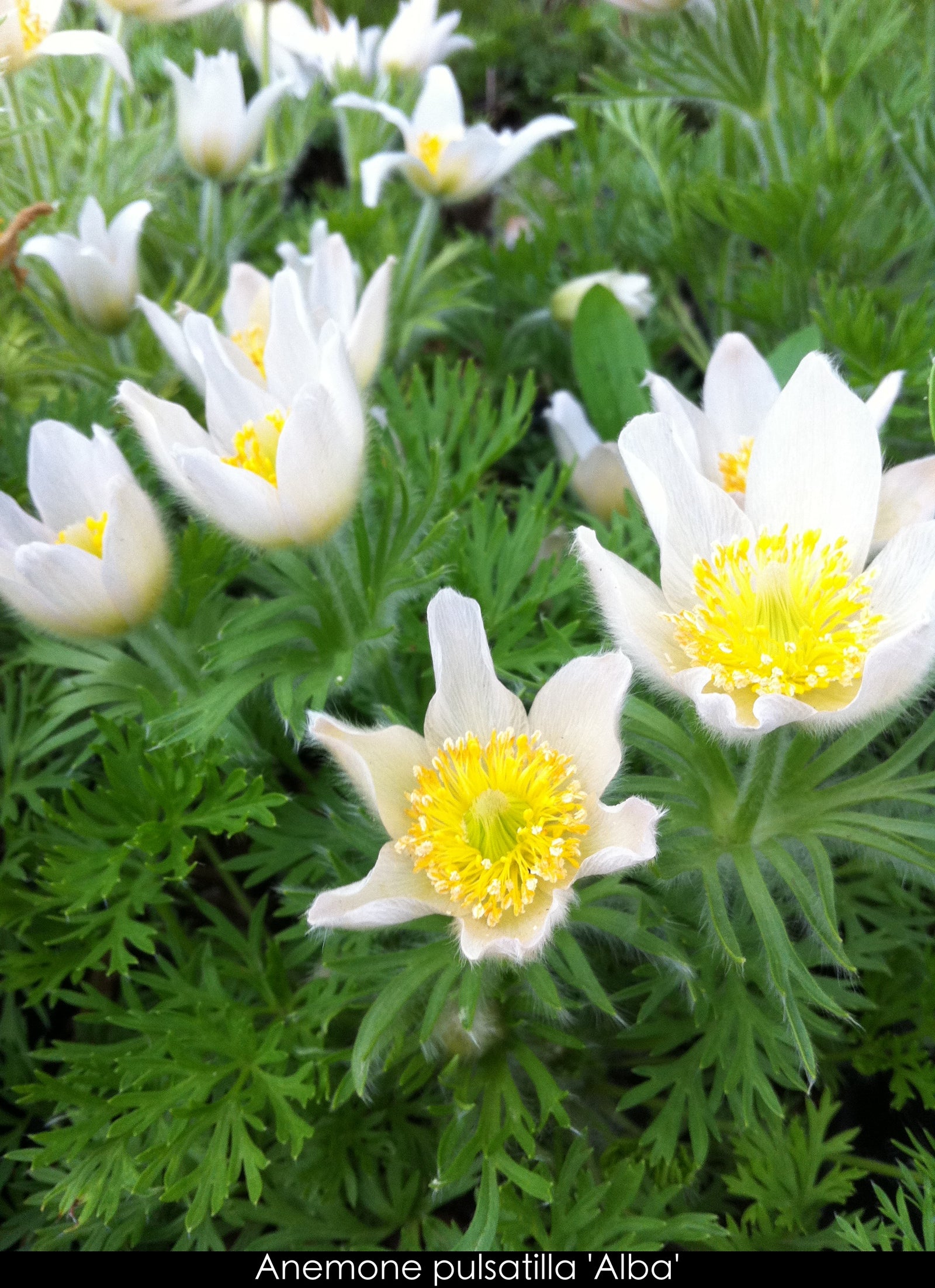 Anemone pulsatilla vulgaris Alba Pasque Flower