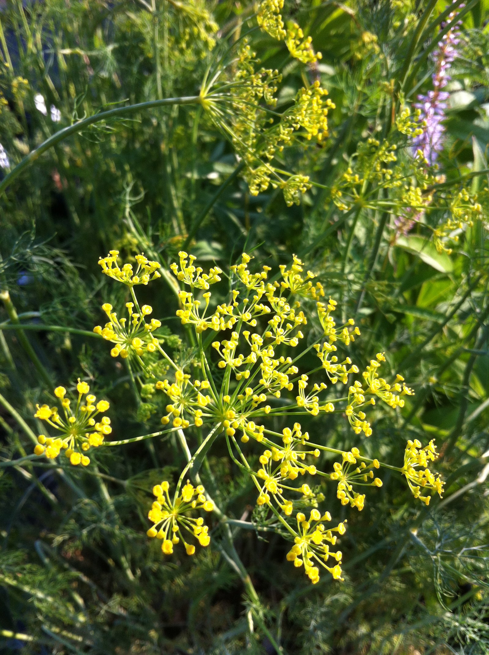 Anethum graveolens Dill