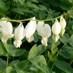 Dicentra spectabilis Alba White Bleedingheart