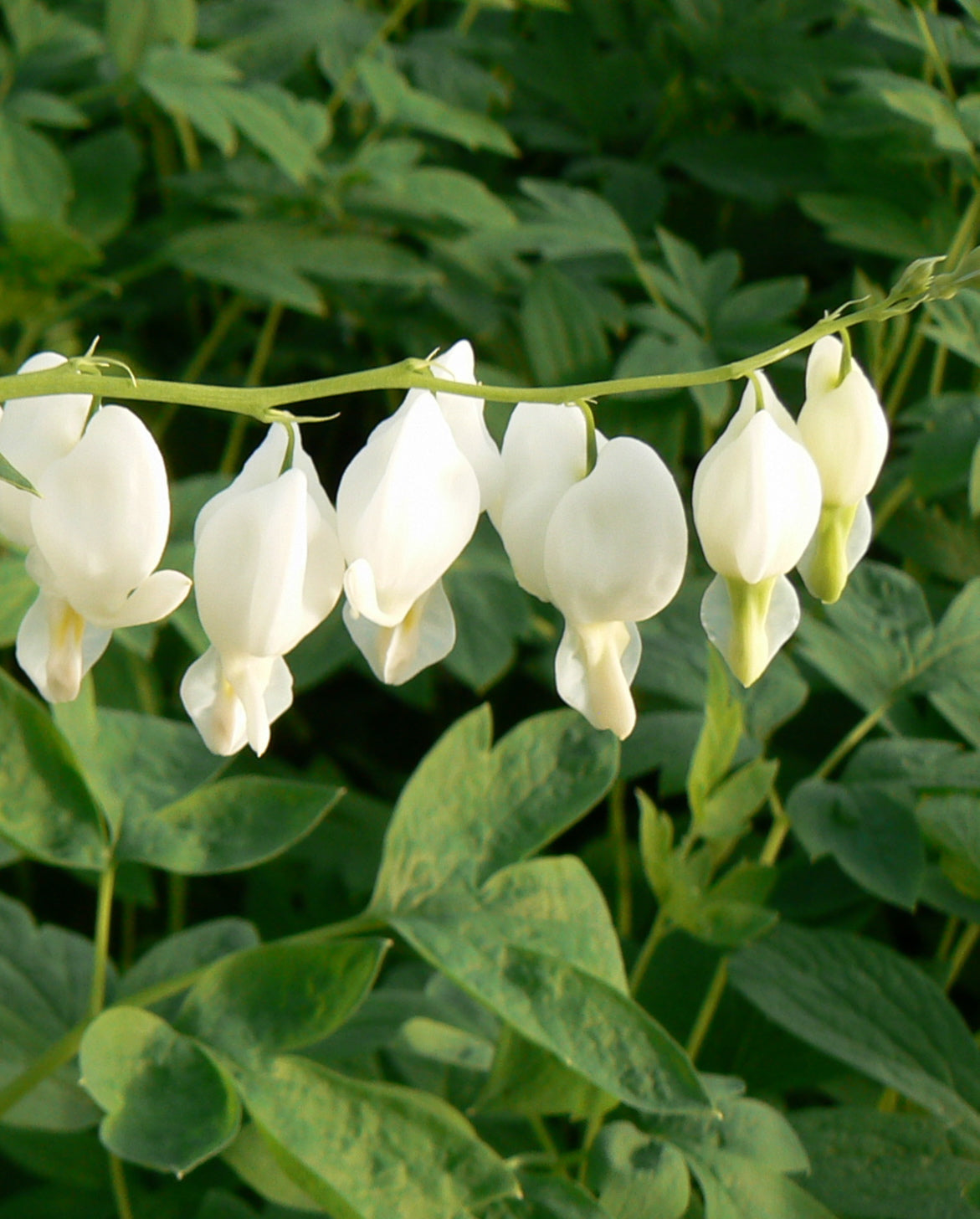 Dicentra spectabilis Alba White Bleedingheart