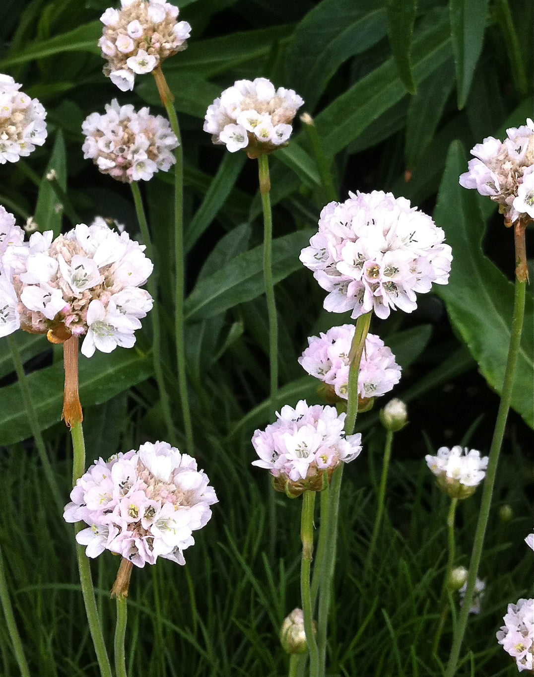 Armeria maritima Alba Sea Thrift