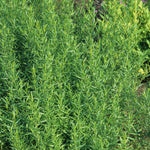 Artemisia dracunculus Tarragon