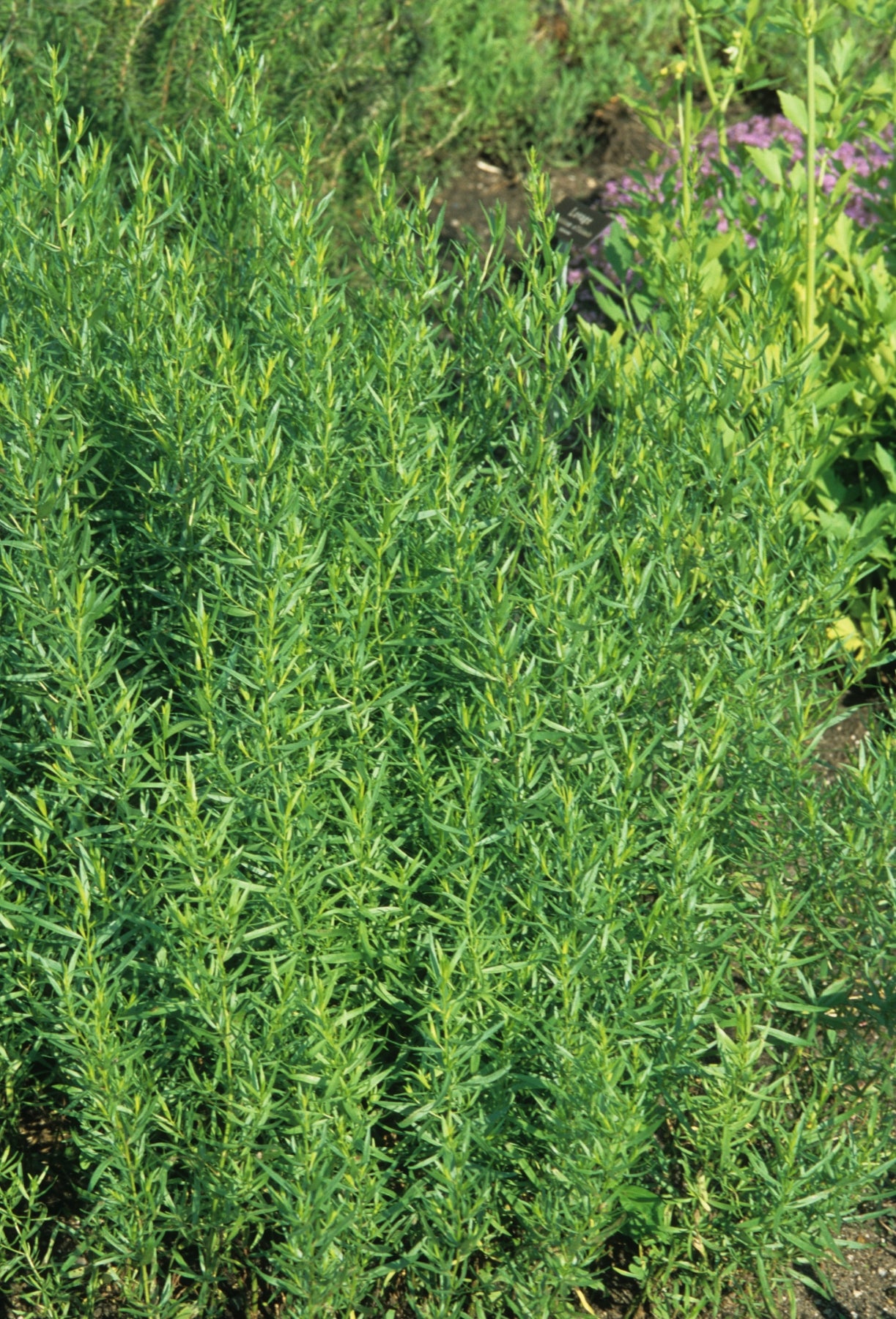 Artemisia dracunculus Tarragon